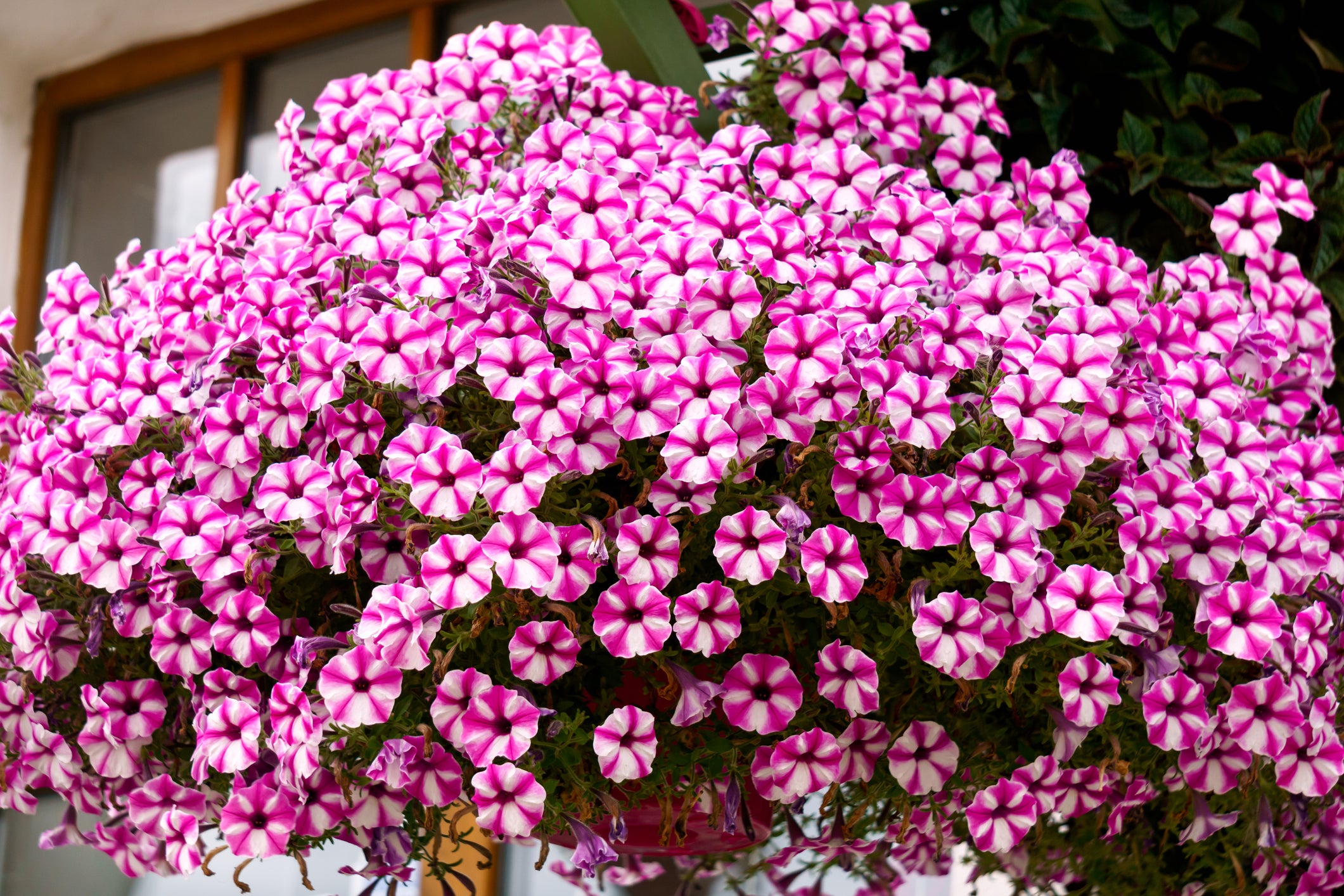 Contact us for custom hanging basket orders